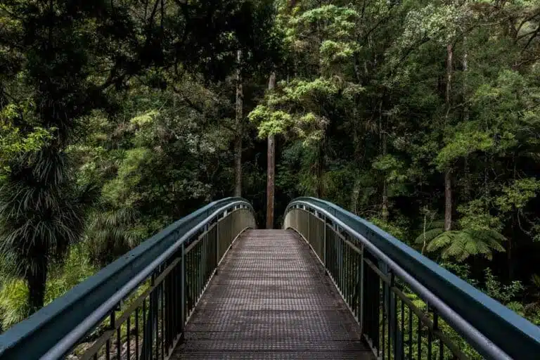 Treetop walk