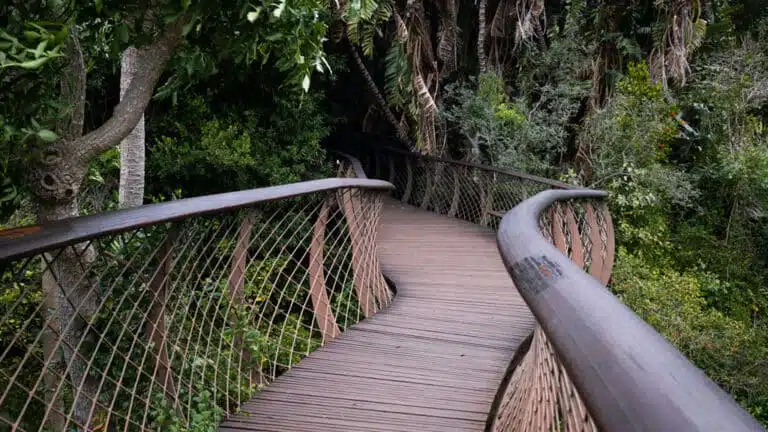Treetop path that winds its way through the treetops.