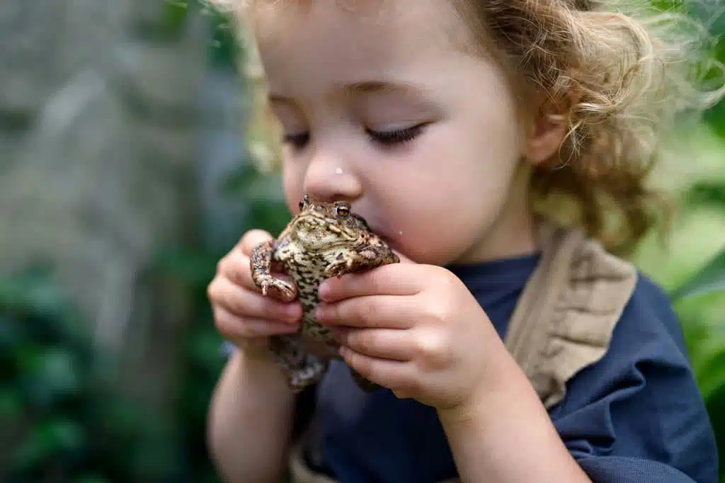 Froschkönig im Märchenwald