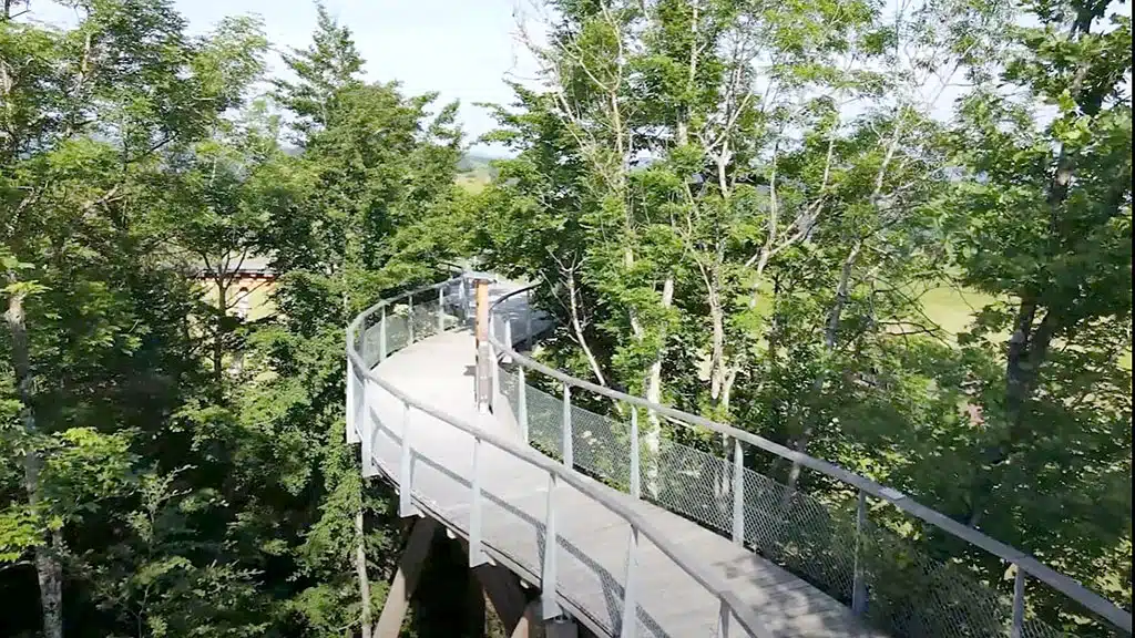 Aussicht auf die Baumkronen im Baumwipfelpfad Neckertal