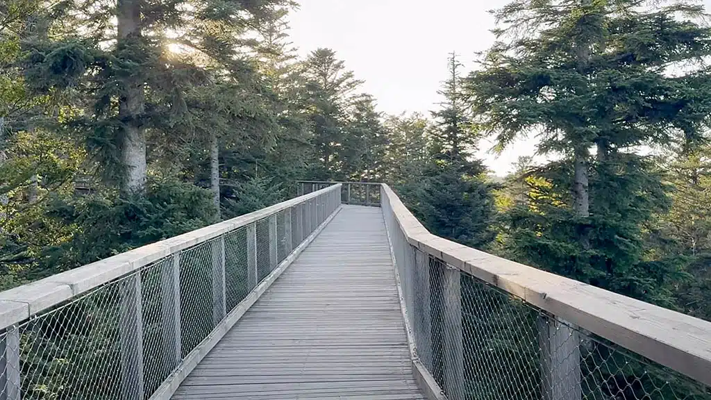 Aussicht vom Baumwipfelpfad Schwarzwald in Bad Wildbad
