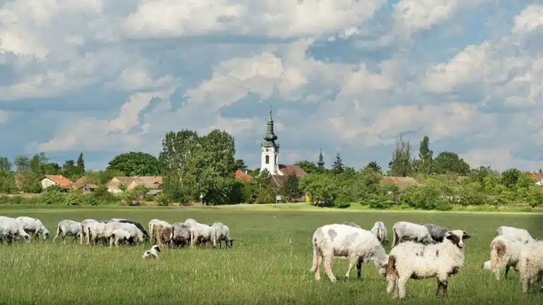 Baumhaushotels in Mecklenburg